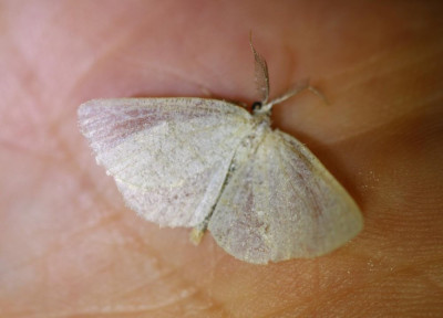 IMG_7272-2 Witte grijsbands[anner (Cabera pusaria ).jpg