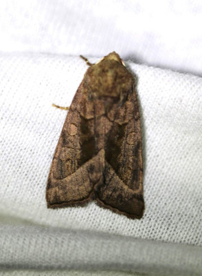 IMG_7171-2 Aardappelstengelboorder (Hydraecia micacea).jpg