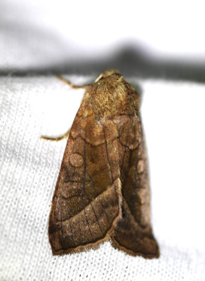 IMG_7185-2 Aardappelstengelboorder (Hydraecia micacea).jpg