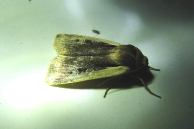 Canon PowerShot A710 IS 3072x2304_130256-2 Haarbos (Ochropleura plecta).jpg
