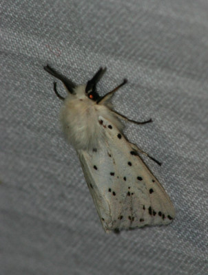 Canon EOS 300D DIGITAL 2048x3072_130246-2 Witte tijger (Spilosoma lubricipeda).jpg