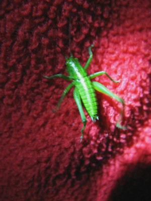 Canon PowerShot A710 IS 2304x3072_130267-2 Grote groene sabelsprinkhaan (Tettigonia viridissima) man nimf.jpg