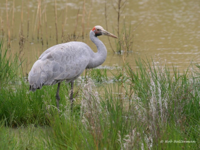 Brolga_1352.JPG