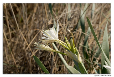 Pancratium maritimum 231005-006 kopie.jpg