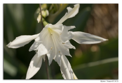 Pancratium maritimum 231005-009 kopie.jpg