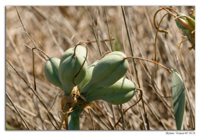 Pancratium maritimum 231005-008 kopie.jpg