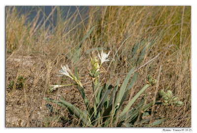 Pancratium maritimum 231005-004 kopie.jpg
