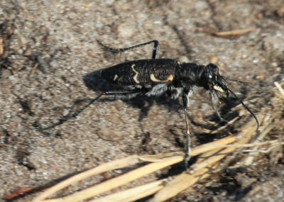 147310865_1 Boszandloopkever.jpg