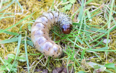 rups graswortelvlindersized_rups graswortelvlinder.JPG