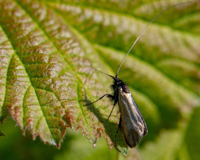 IMGL9290-2.jpg