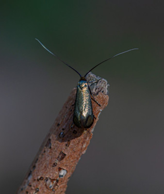 IMGL9595.jpg