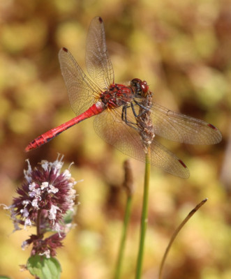 IMG_4700 Bloedrode heidelibel.JPG