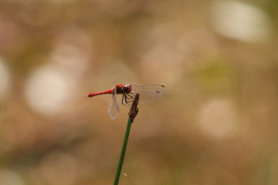 IMG_4012 Bloedrode heidelibel.JPG