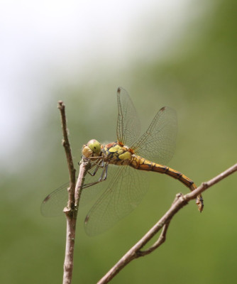 IMG_4101 Bruinrode heidelibel.JPG