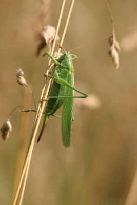 IMG_3976 Grote groene sabelsprinkhaan.JPG