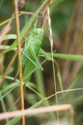 IMG_3970 Grote groene sabelsprinkhaan.JPG