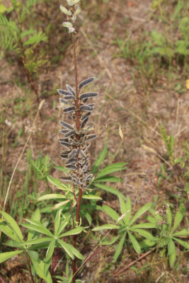 IMG_3931 Vaste lupine.JPG