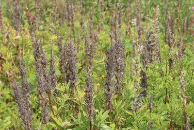 IMG_3929 Vaste lupine.JPG