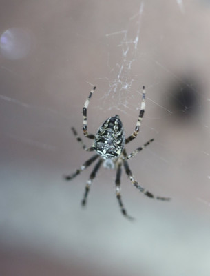 IMG_6899-2 Kruisspin (Araneus diadematus).jpg