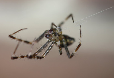 IMG_6677-2 Kruisspin (Araneus diadematus).jpg