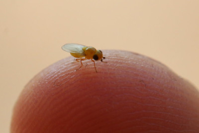 IMG_5008 Goudoogvlieg sp. (Chyromyidae indet.).JPG