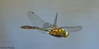 Smaragdlibel♂ (Downy Emerald)  Hoogveld/Heerlen  8 juni '21.