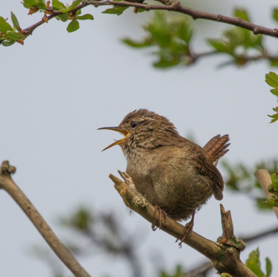 IMGL0693 Vogelaars natuur & vogelfotografie, Footo,.jpg