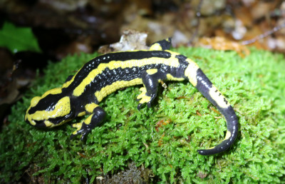 IMG_0918 Vuursalamander (Salamandra salamandra).JPG
