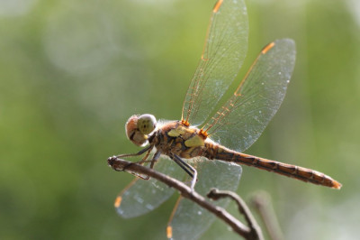 IMG_4080 Steenrode heidelibel.JPG