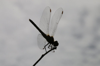 IMG_4084 Steenrode heidelibel.JPG