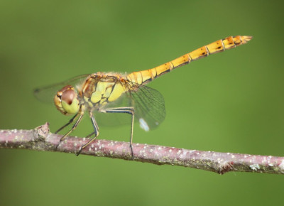 IMG_4113 Steenrode heidelibel.JPG