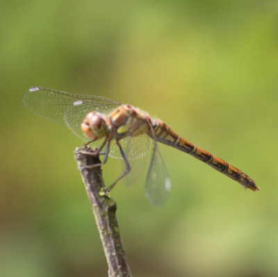 IMG_4107 Bruinrode heidelibel.JPG