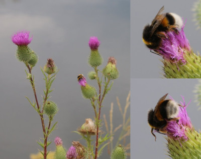 IMG_4134 Speerdistel met Aardhommel.jpg