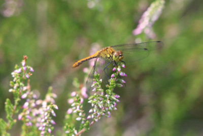 IMG_4935 Bloedrode heidelibel.JPG