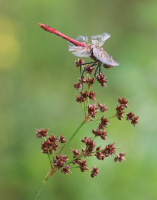 IMG_4784 Bloedrode heidelibel.JPG