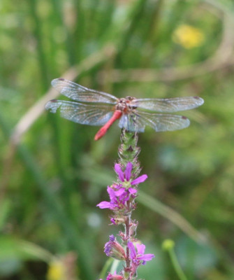 IMG_4782 Bloedrode heidelibel.JPG