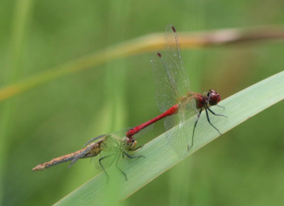 IMG_4764 Bloedrode heidelibel.JPG