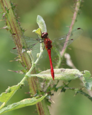 IMG_4741 Bloedrode heidelibel.JPG