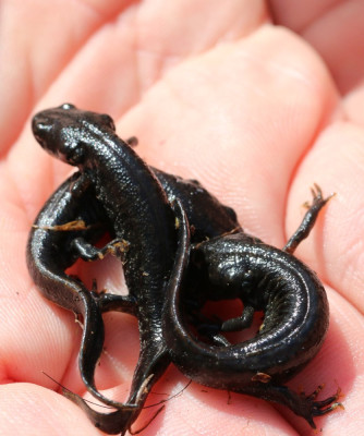 IMG_4791 Kamsalamander.JPG