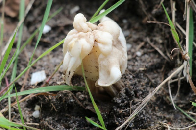 134679430_2 Witte kluifzwam.jpg