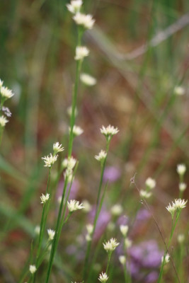 IMG_5190 Witte snavelbies (Rhynchospora alba).JPG