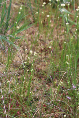 IMG_5189 Witte snavelbies (Rhynchospora alba).JPG