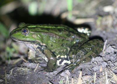 IMG_7795-2 Groene kikker (Rana esculenta synklepton).jpg