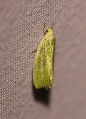 IMG_7747-2 Kleine groenuil (Earias clorana).jpg