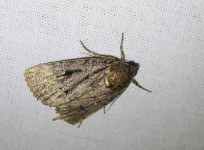 IMG_8182-2 Piramidevlinder (Amphipyra pyramidea) os Schijn-piramidevlinder (A. berbera).jpg