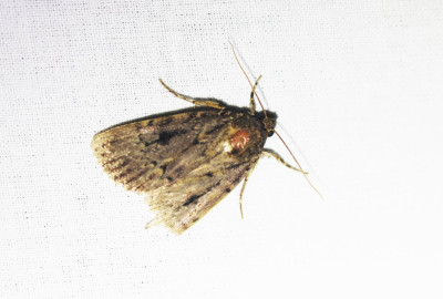 IMG_8192-2 Piramidevlinder (Amphipyra pyramidea) os Schijn-piramidevlinder (A. berbera).jpg