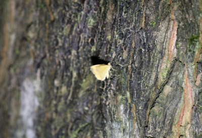 IMG_7805-2 Essengouduil (Atethmia centrago).jpg