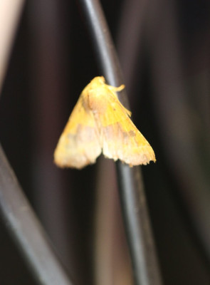 IMG_7778-2 Essengouduil (Atethmia centrago).jpg