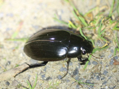 IMG_7859-2 Grote spinnende watertor (Hydrophilus piceus).jpg