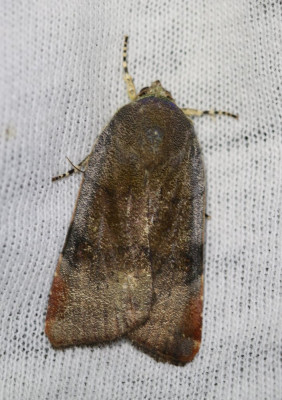 IMG_7871-2 Open-breedbandhuismoeder (Noctua janthe) of Kleine breedbandhuismoeder (N. janthina).jpg